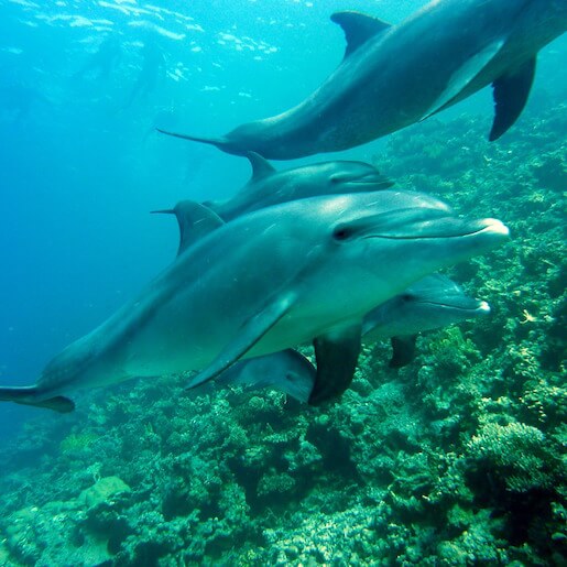 Profitez de l'expérience unique de nager avec les dauphins