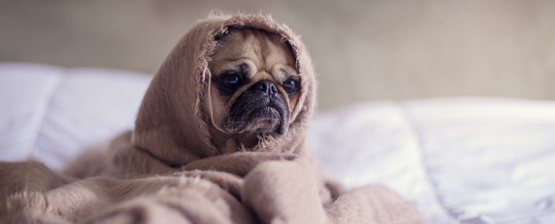 Location_de_villas_de_luxe_où_les_animaux_sont_acceptés