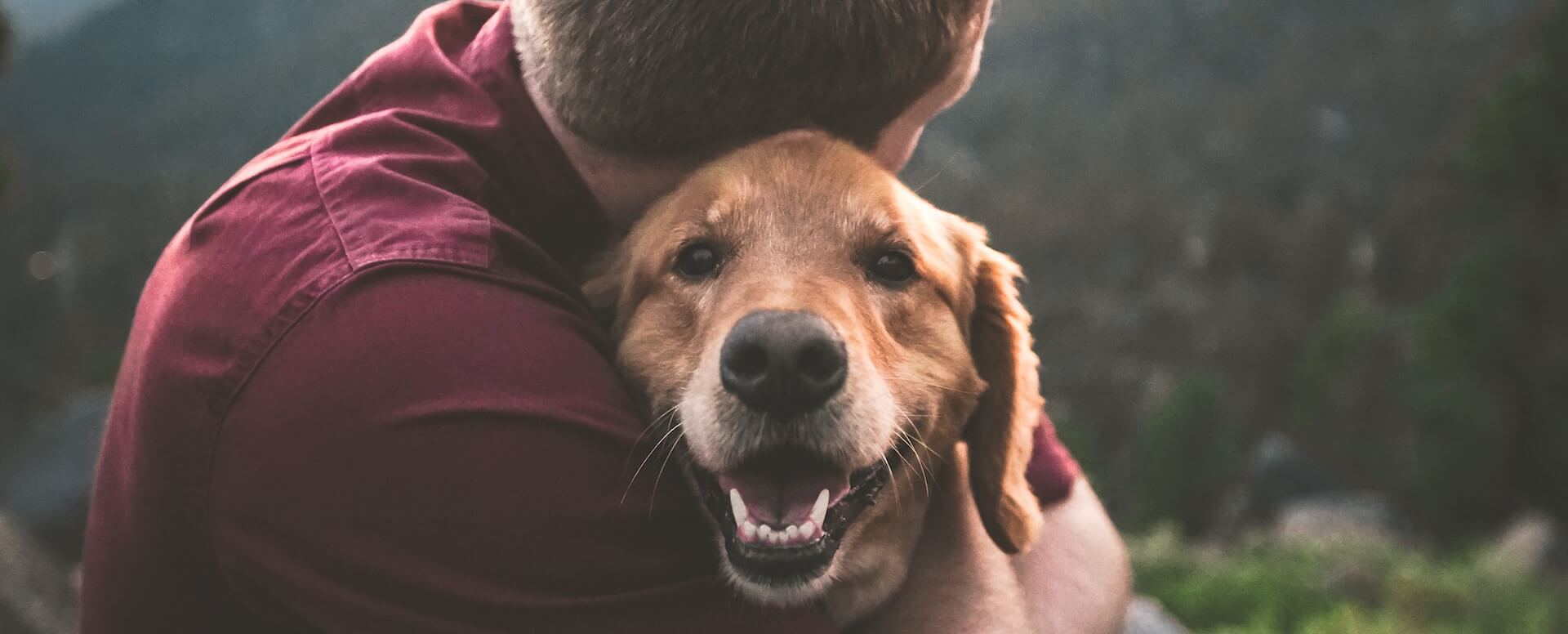 Location_de_villas_de_luxe_où_les_animaux_sont_acceptés_Des_espaces_adaptés_pour_vos_animaux_de_compagnie