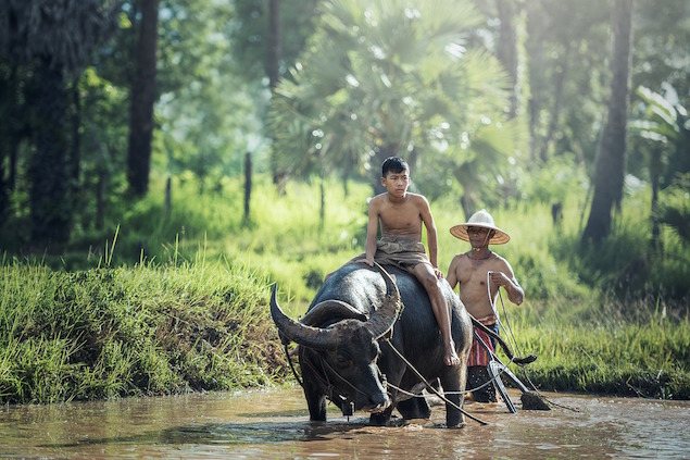 Culture / traditions Thaïlande