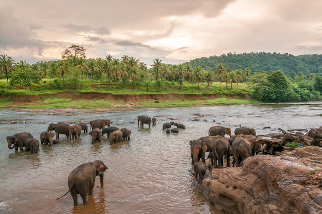 Les incontournables Sri Lanka