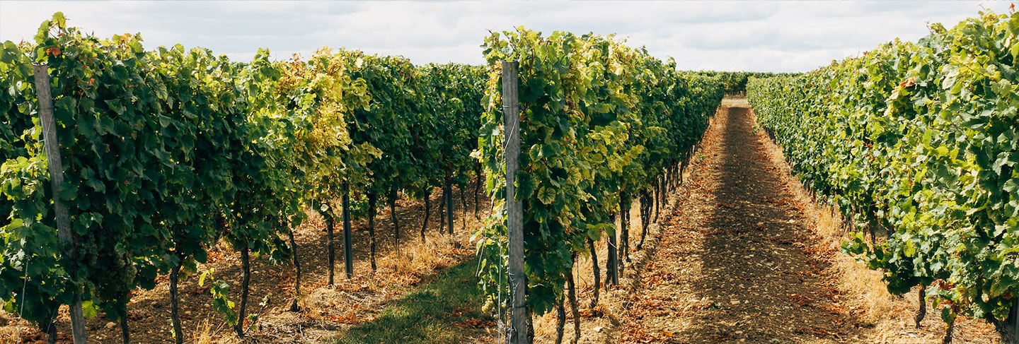 L'incontournable de l'Ile de Ré - Île de Ré
