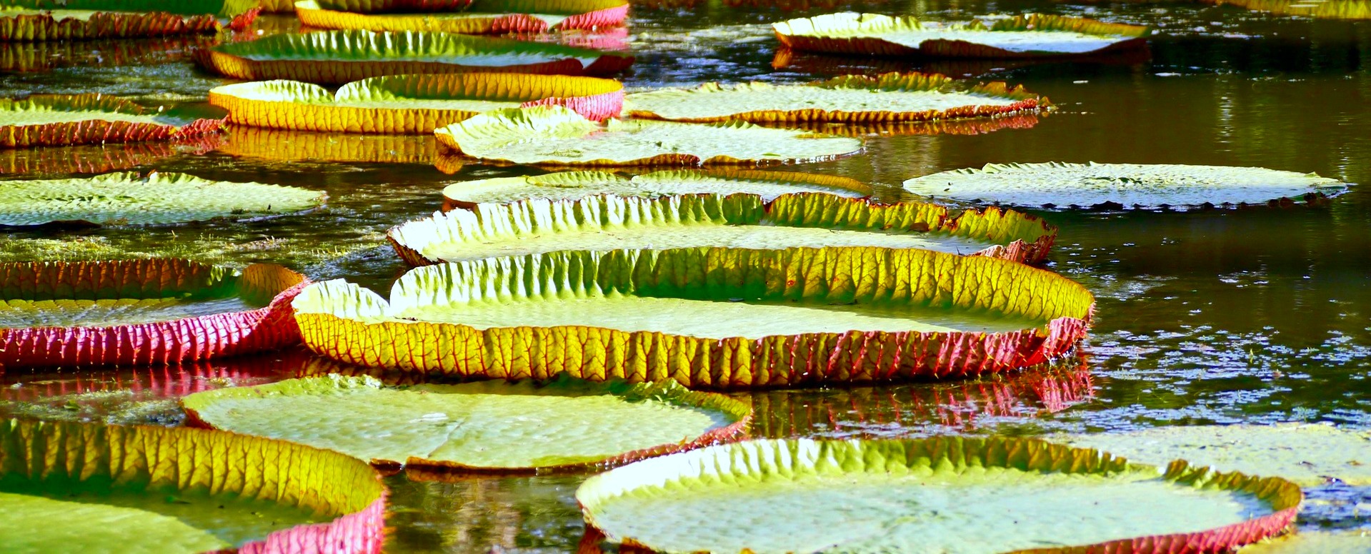 10. Détendez-vous dans le jardin botanique de Pamplemousses - Île Maurice