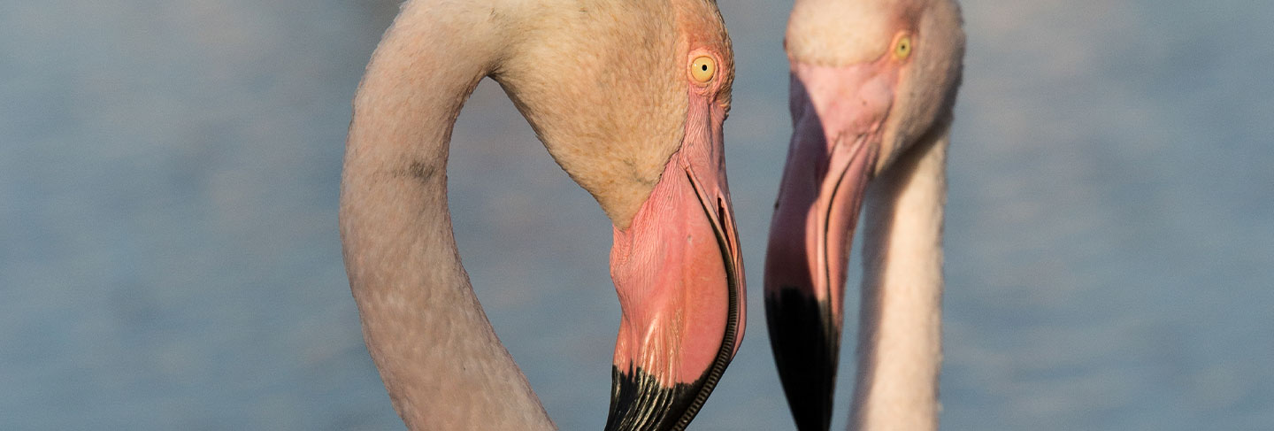 Les Incontournables des Baléares - Ibiza