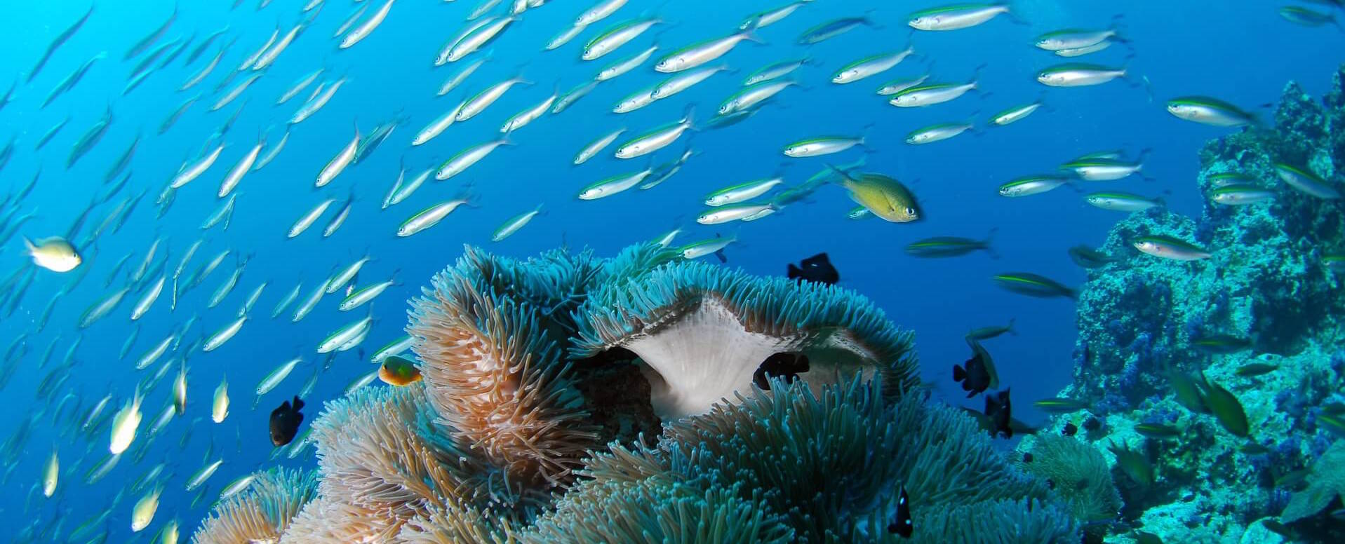 Plongée sous-marine - Algarve