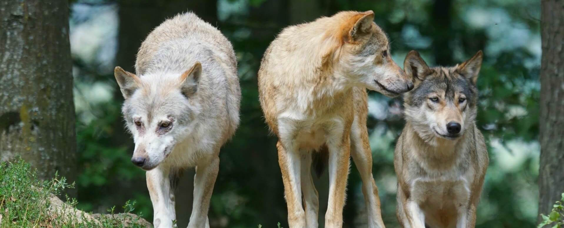 9. Apercevoir des loups au Centro recuperação do Lobo Iberico - Portugal