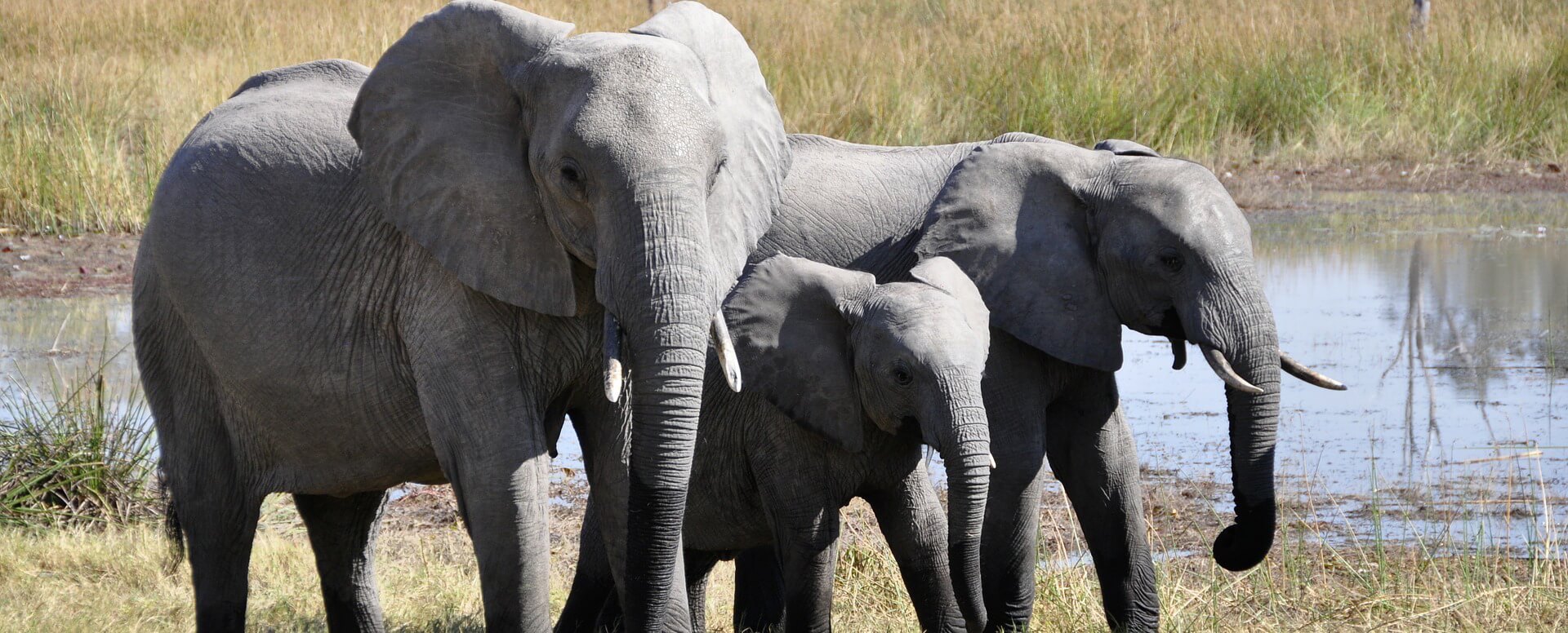 Bali Safari and Marine Park - Bali