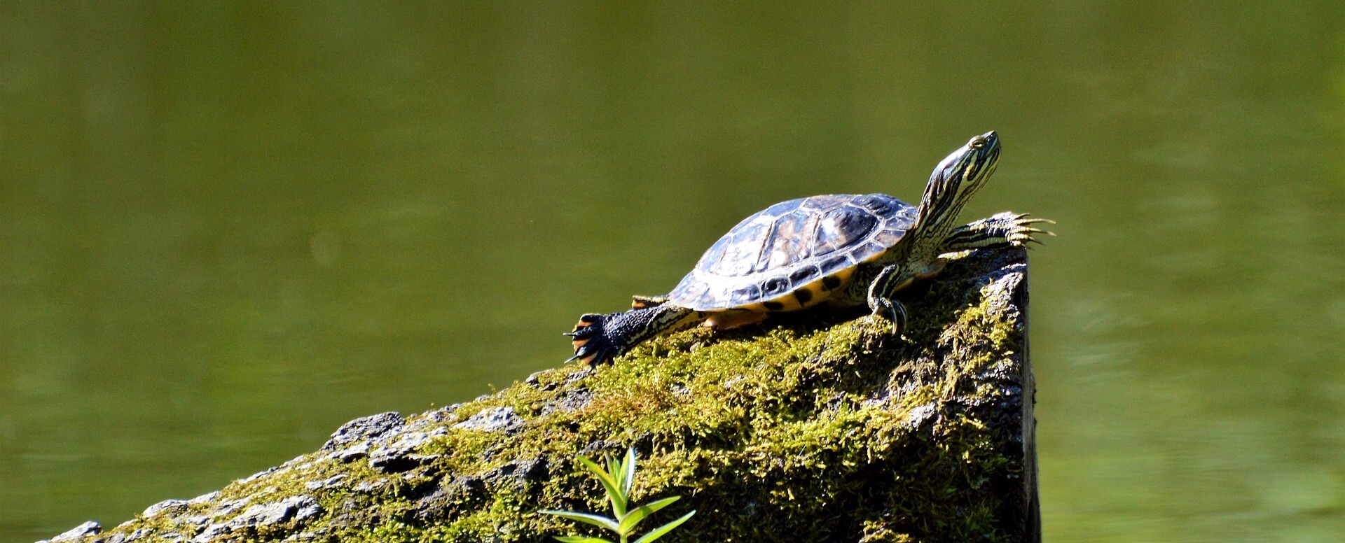 Le village des tortues - Corse