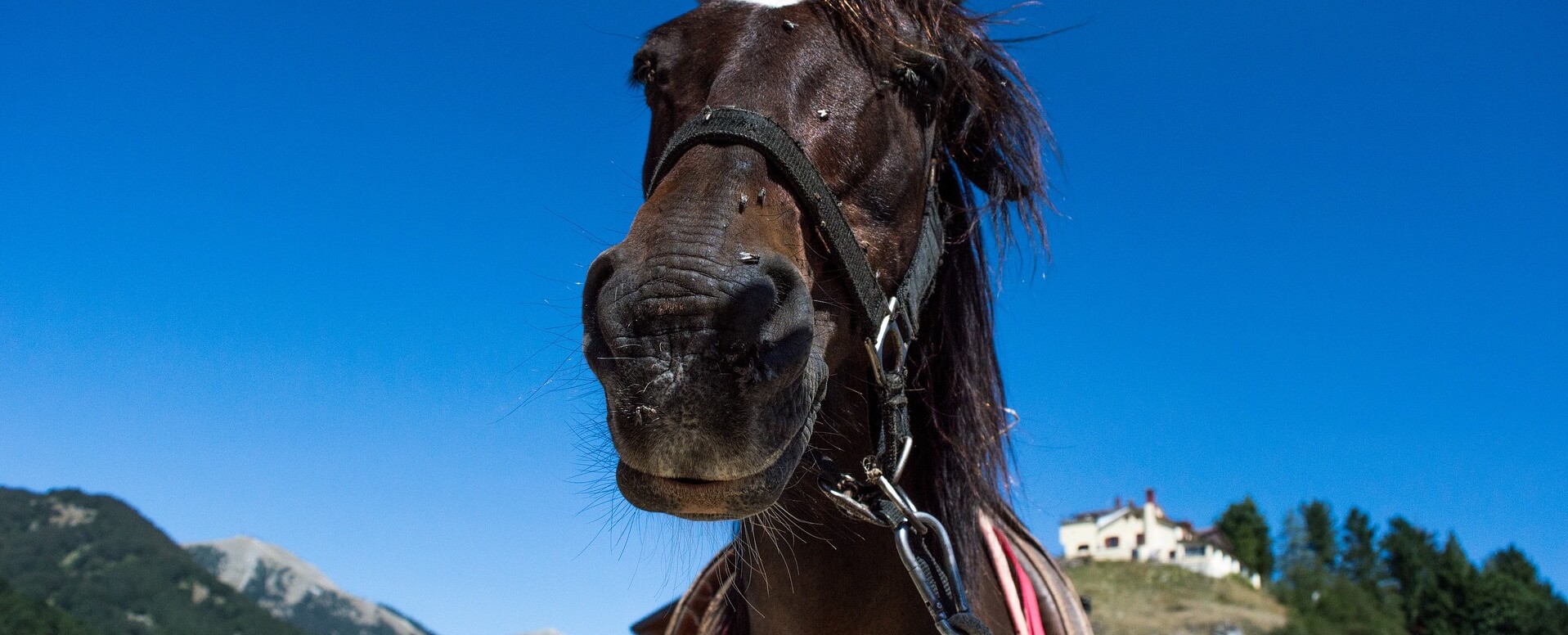 Balades à cheval - Corse