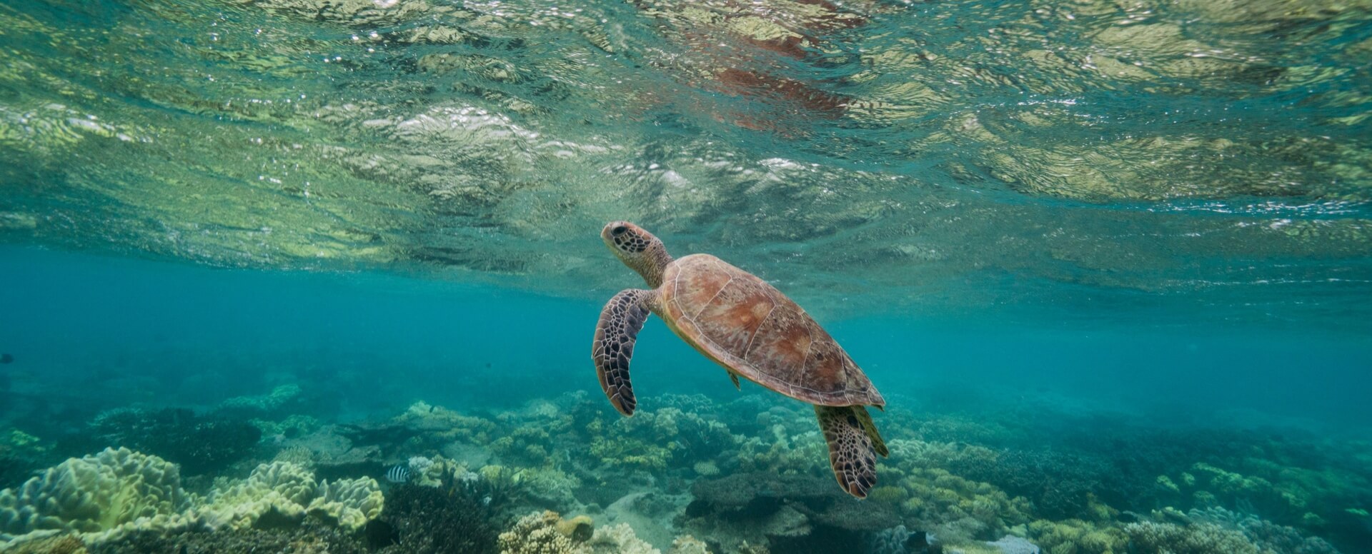 6- Essayez la plongée sous-marine - Bali