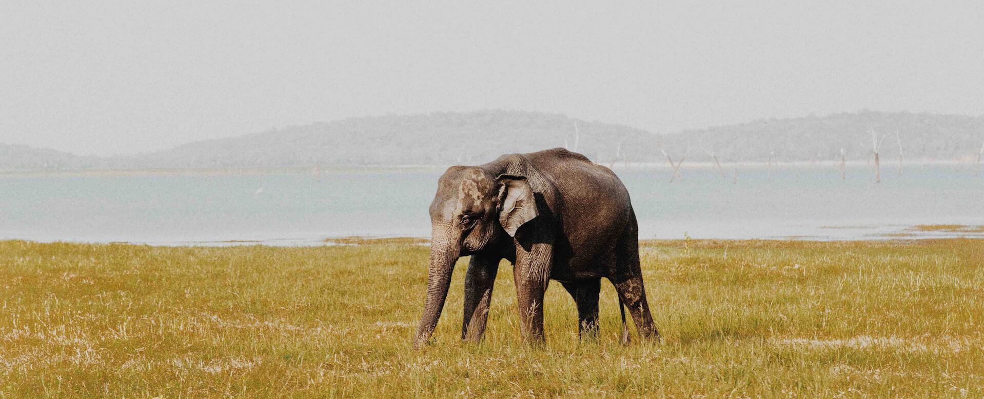 Parc national Udawalawe - Sri Lanka