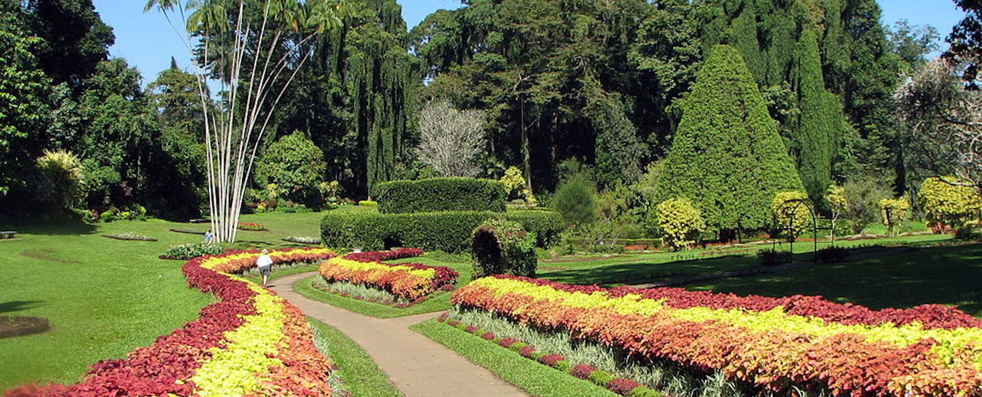 Le jardin botanique de Kandy - Sri Lanka