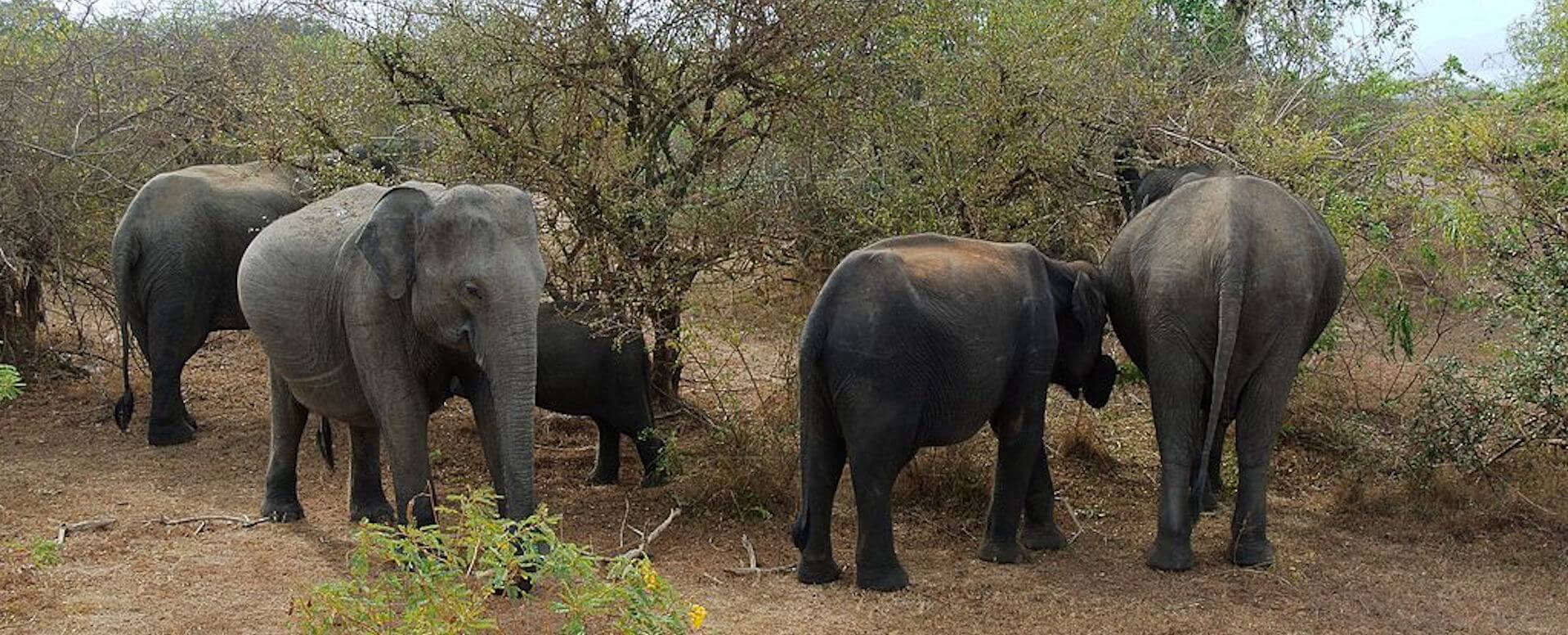 Parc national Udawalawe - Sri Lanka