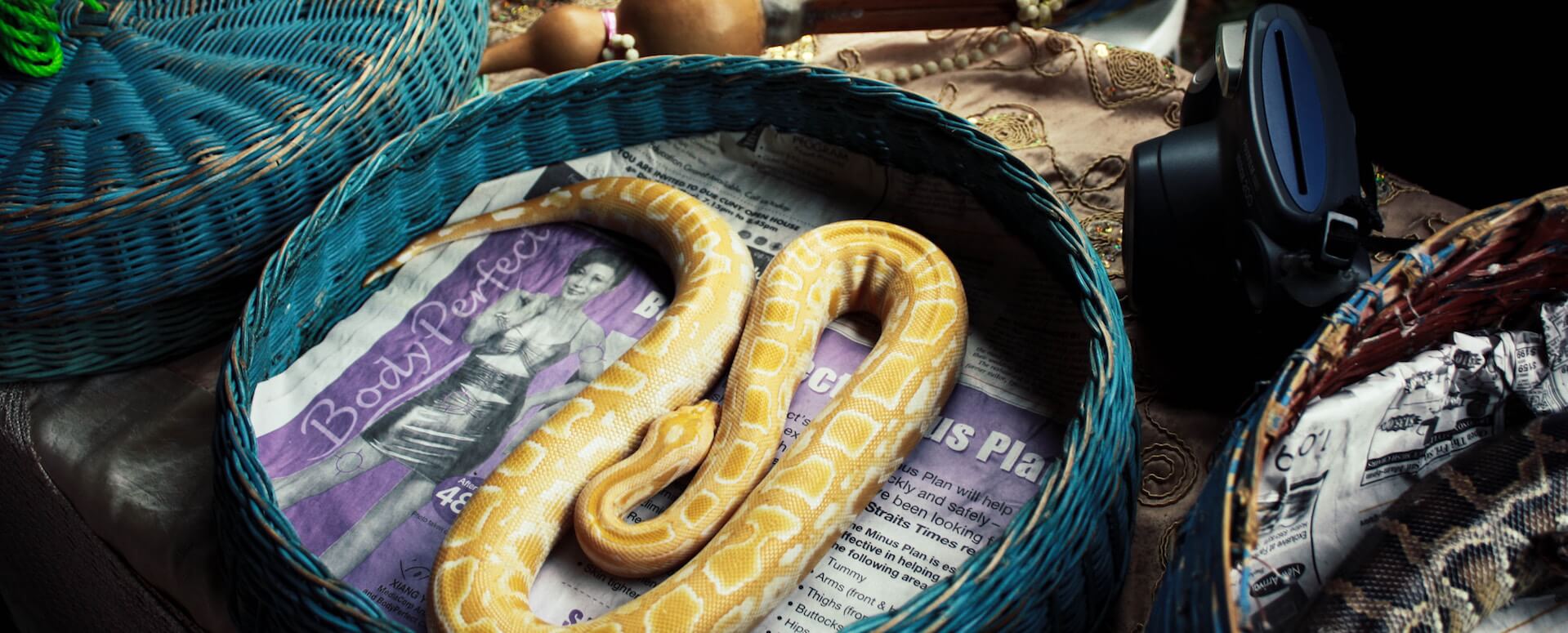 Spectacle de serpents - Phuket