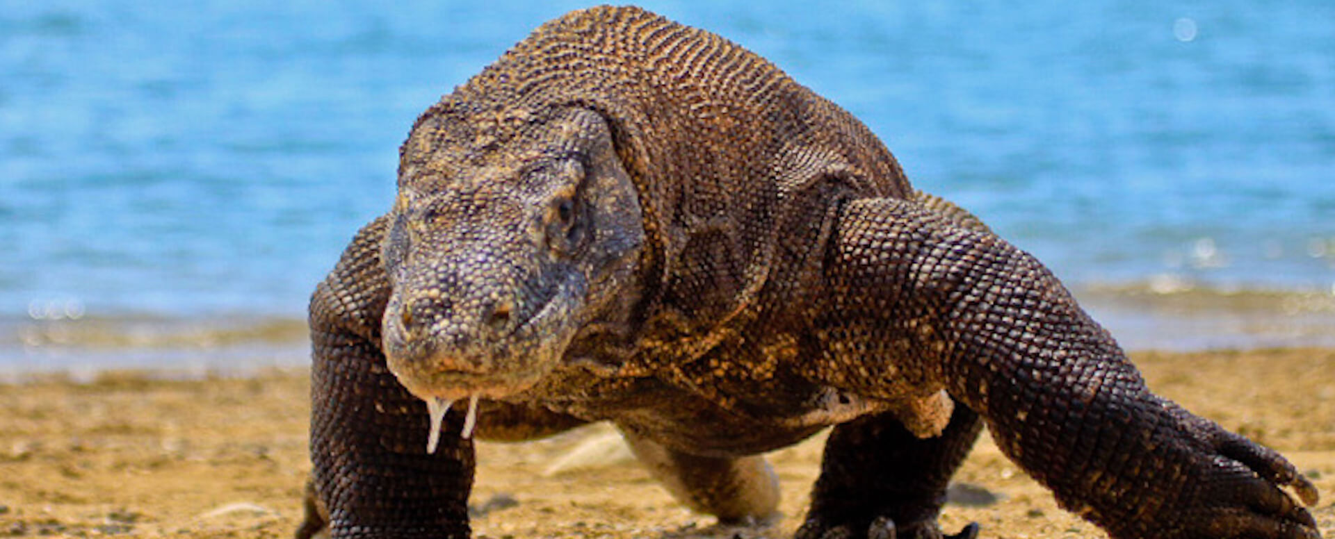 Parcourir les parcs nationaux animaliers (I) - Indonésie