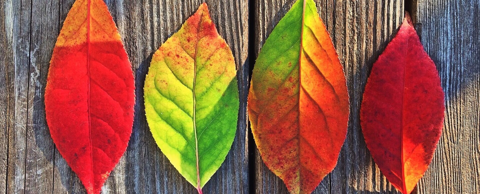 L'automne - Portugal