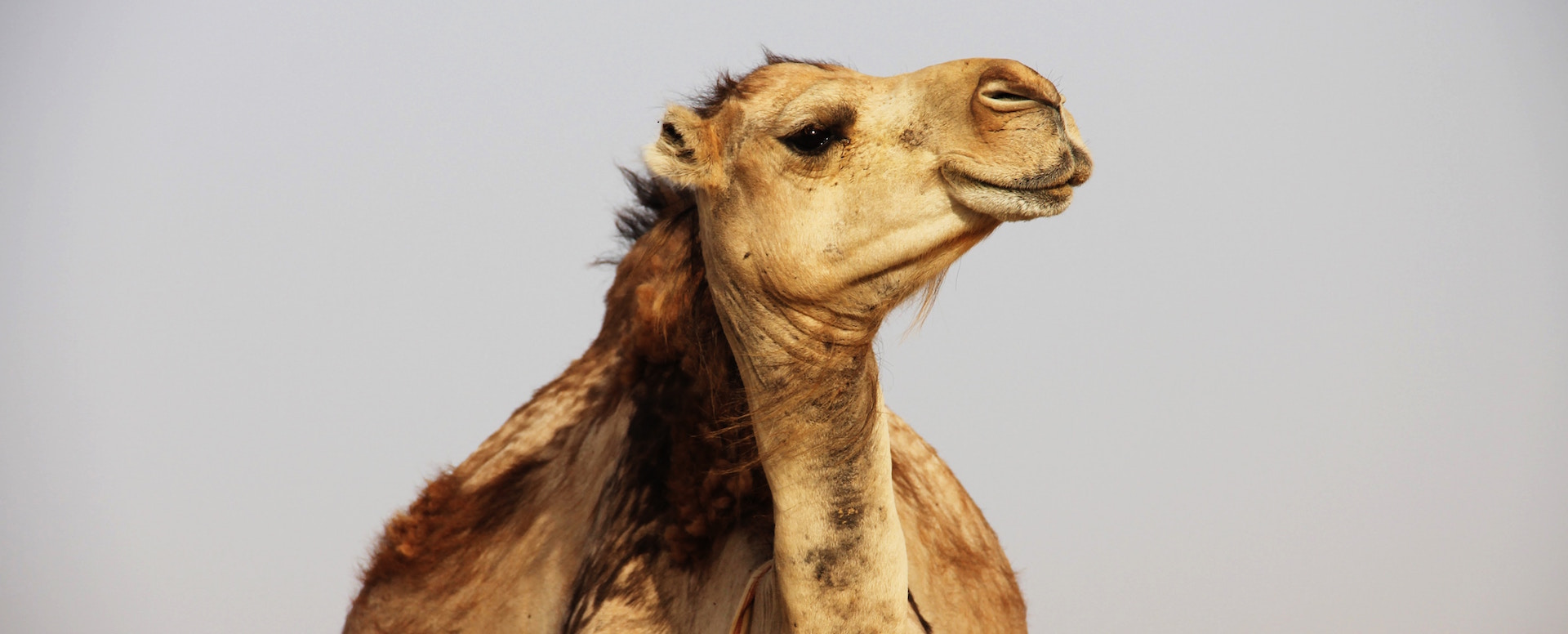 Balade à dos de dromadaire - Essaouira