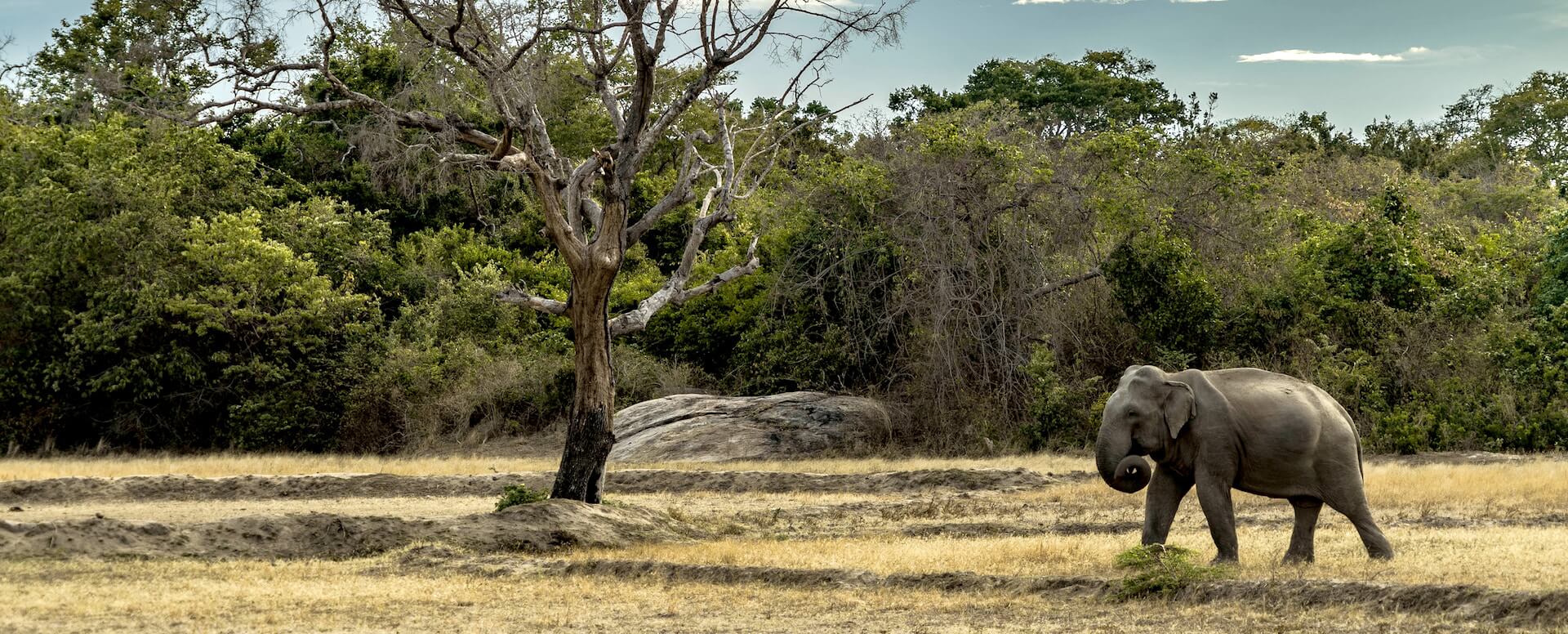 Parc national de Yala - Sri Lanka
