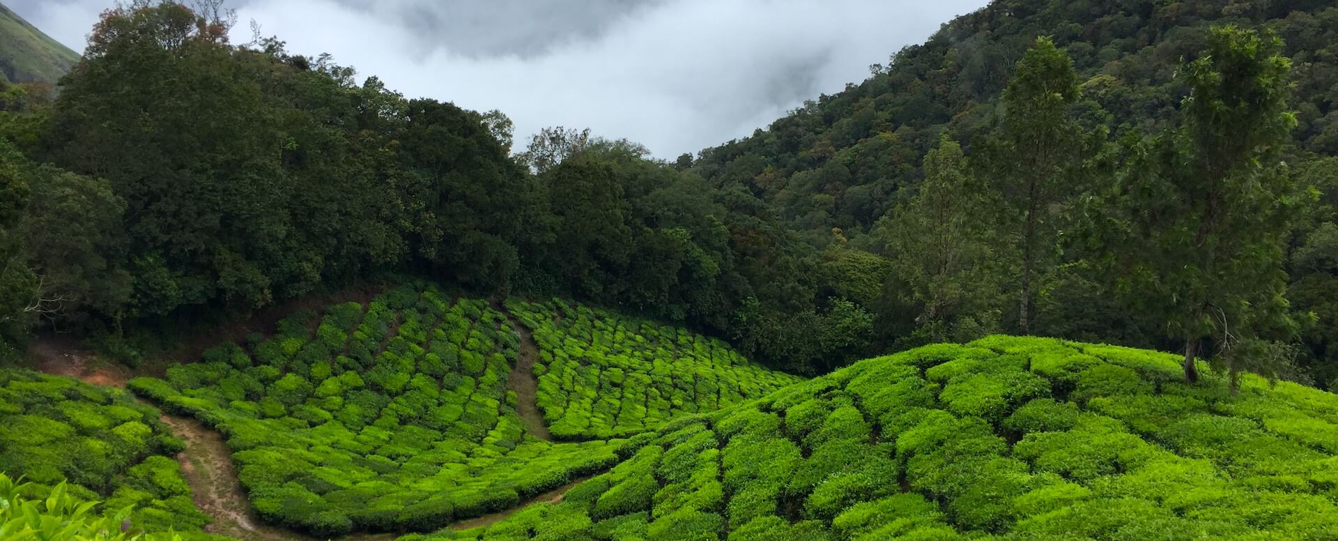 Parc national de Kumana - Sri Lanka