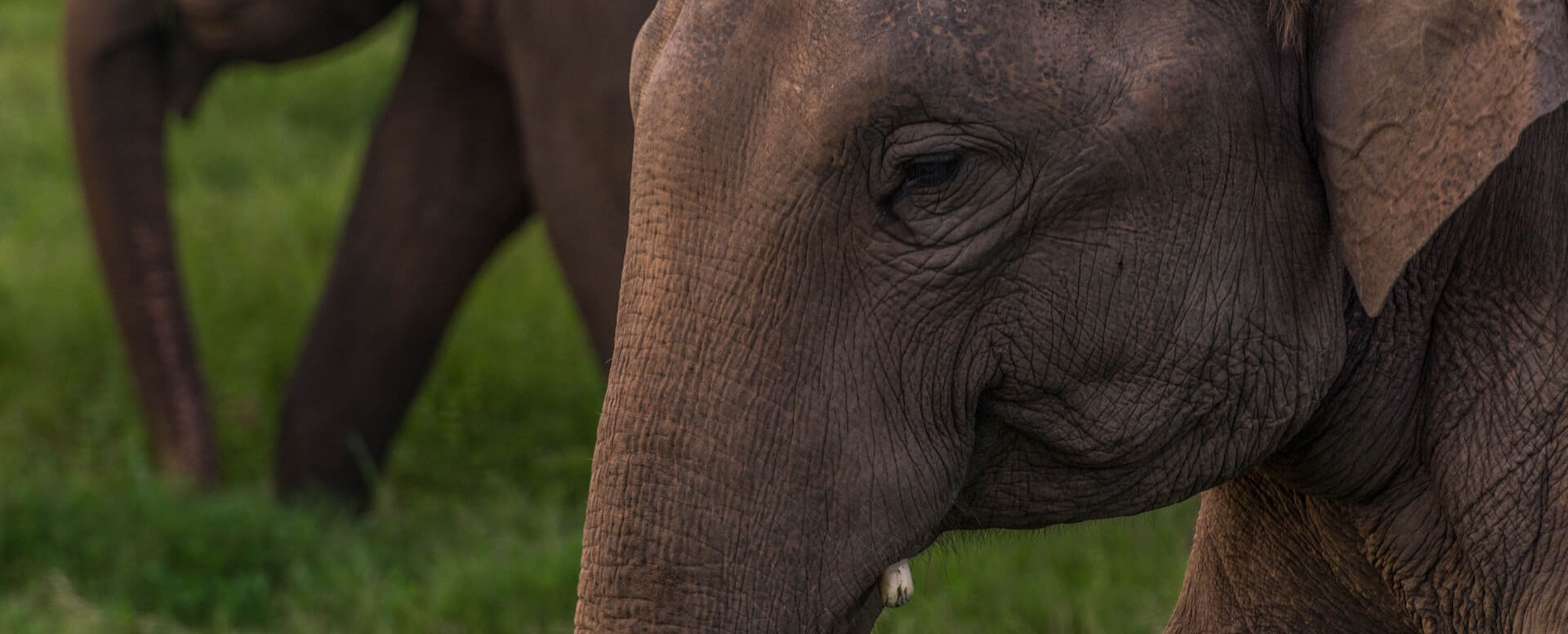 Parc national de Minneriya - Sri Lanka
