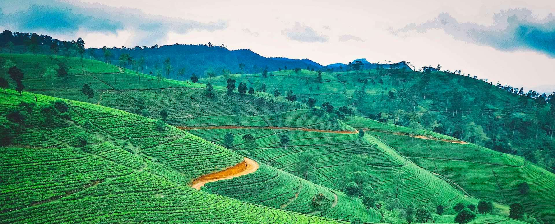 Musée du Thé - Sri Lanka