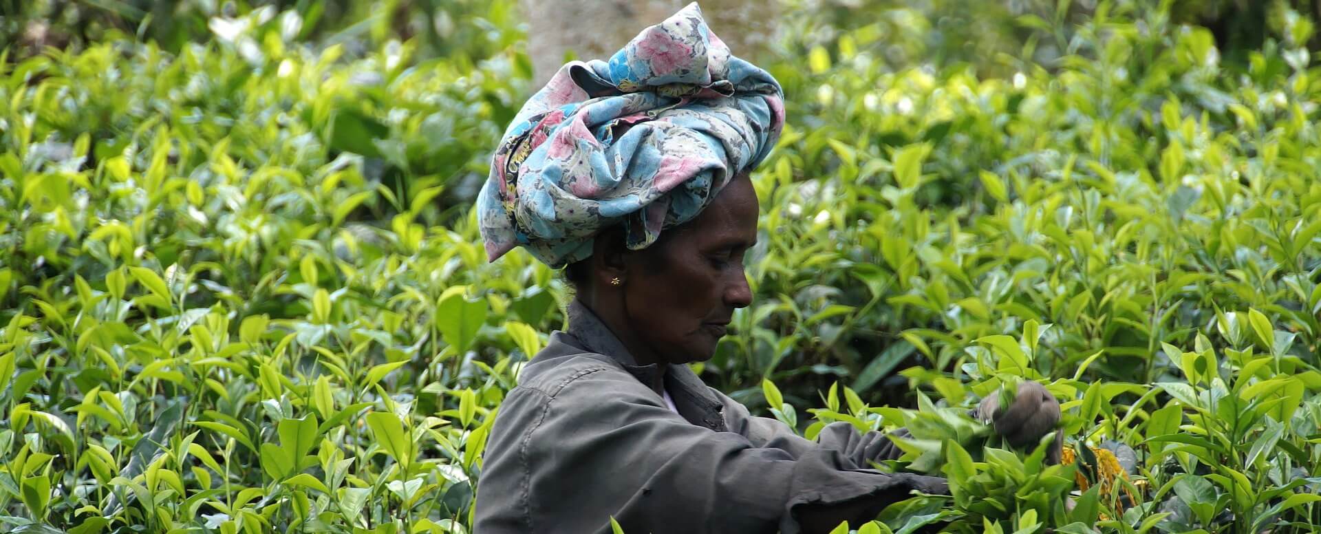 Janvier - Thai Pongal - Sri Lanka