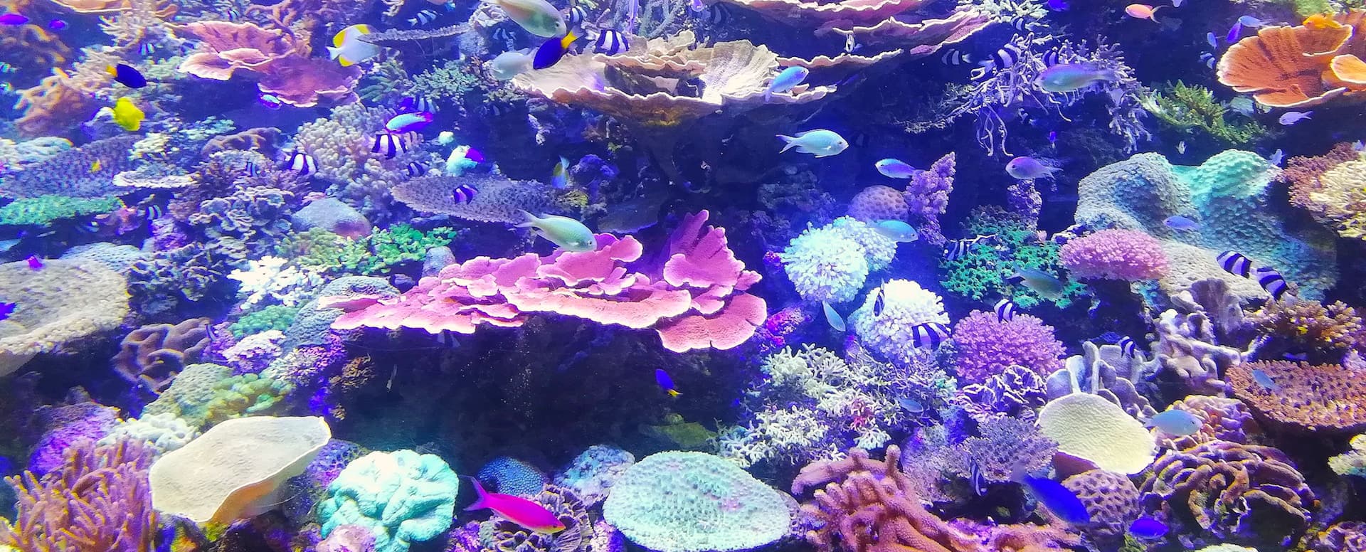 3- Découvrez la faune marine au Crétaquarium - Crete