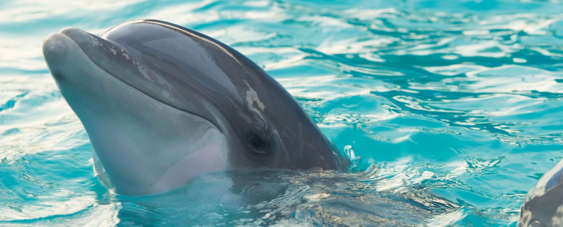 5- Nagez avec les dauphins - Crete