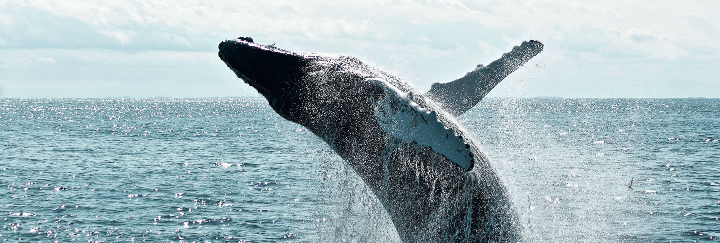 Les incontournables du Cap - Afrique du Sud