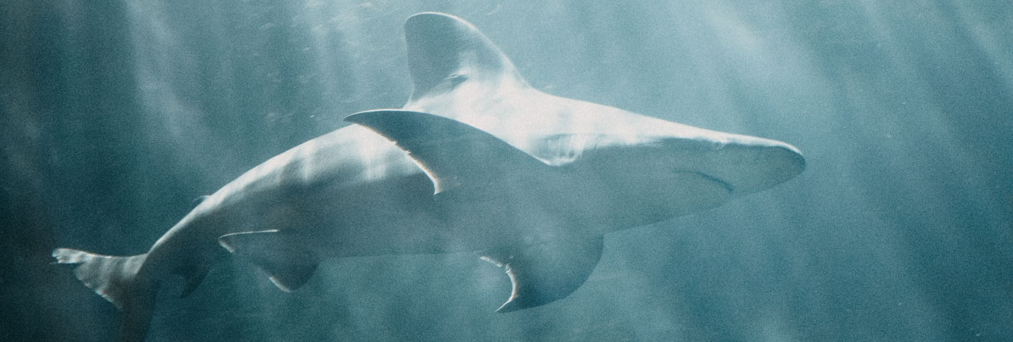 Les incontournables du Cap - Afrique du Sud