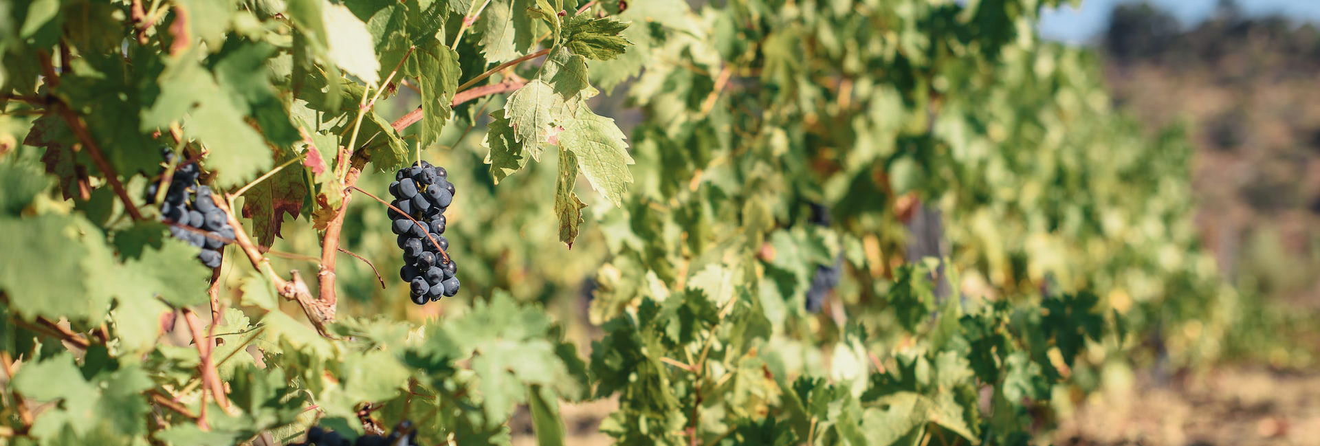 Un séjour en Grèce : les expériences incontournables - Grèce