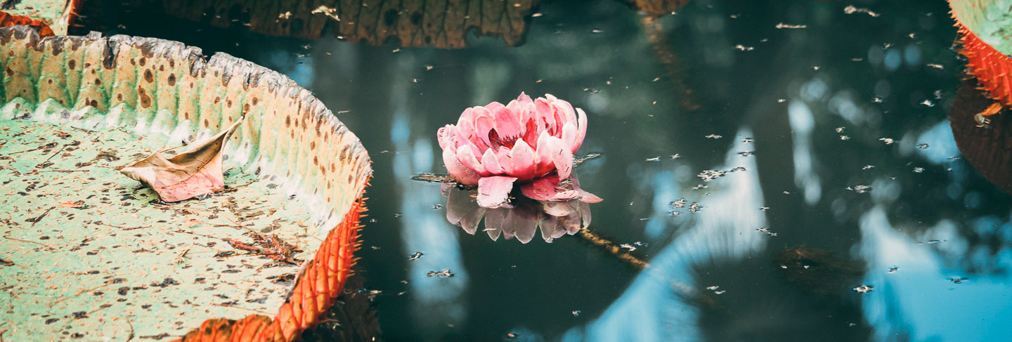 Les incontournables de l'Île Maurice - Île Maurice