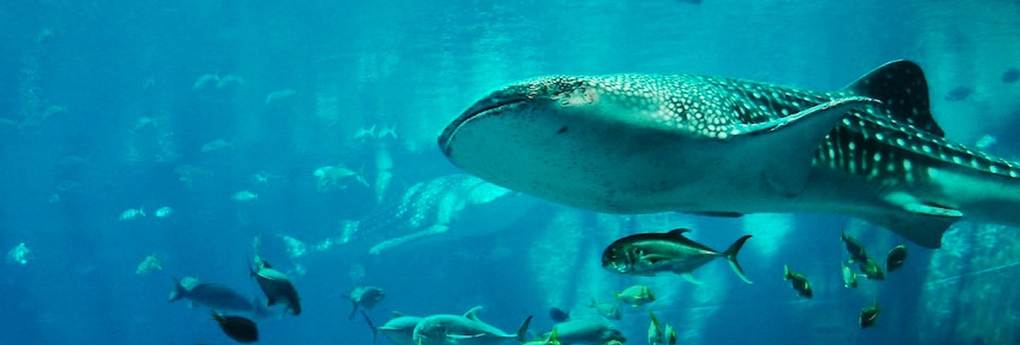 Les incontournables de l'Île Maurice - Île Maurice