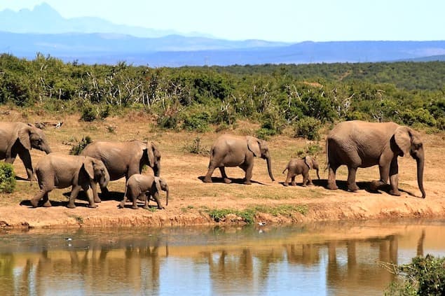 Parcs Naturels & Safaris