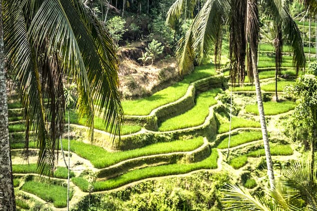 Plantations de thé