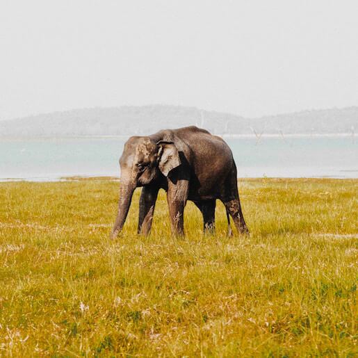 Pour les familles : World’s End au coeur de Horton Plains