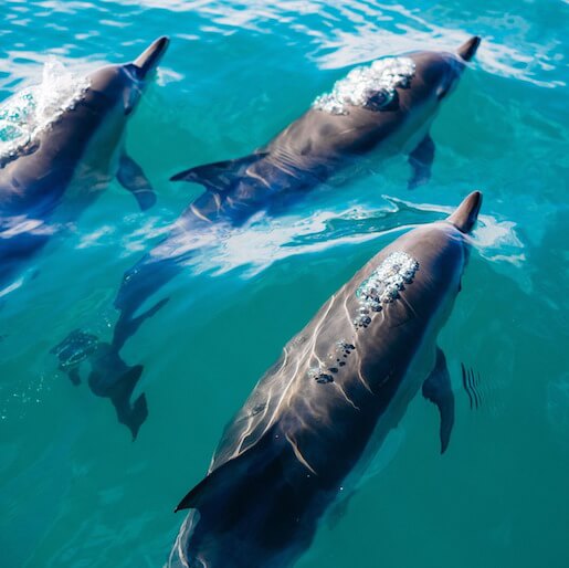 NAGER AVEC LES DAUPHINS - CÔTE OUEST, LA GAULETTE