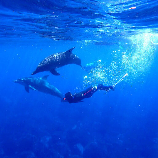 NAGER AVEC LES DAUPHINS - CÔTE OUEST, RIVIÈRE NOIRE