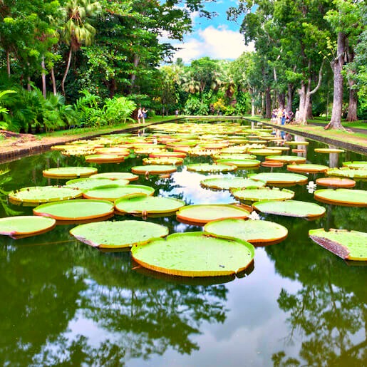 NATURE & CULTURE - NORD: Le Jardin des Pamplemousses