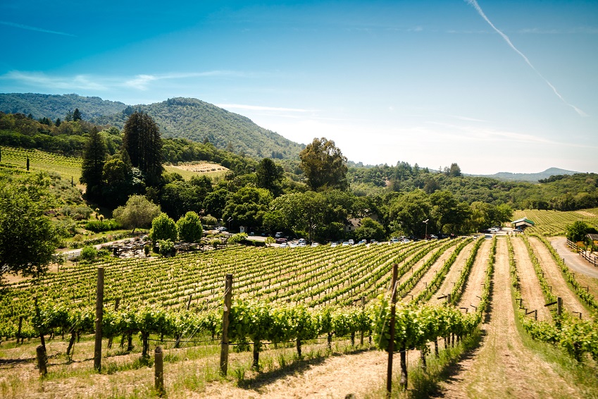 2. Vignobles du Chianti
