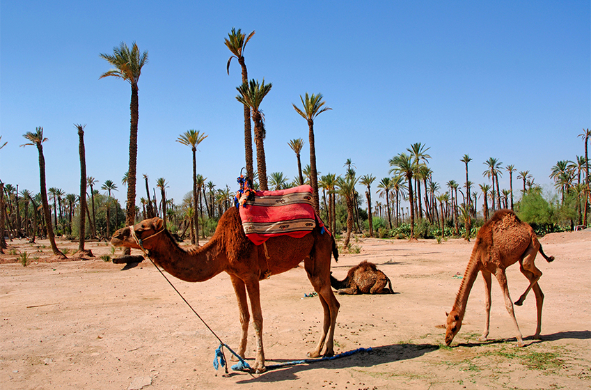 Marrakech authentique : Explorer le désert à dos de chameau