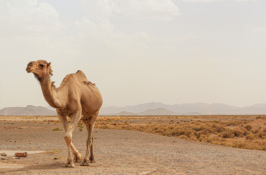 Faits intéressants sur les chameaux et leur rôle à Marrakech