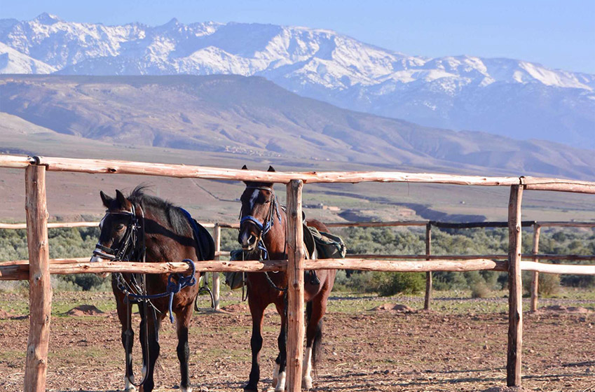 Où faire du cheval à Marrakech ?