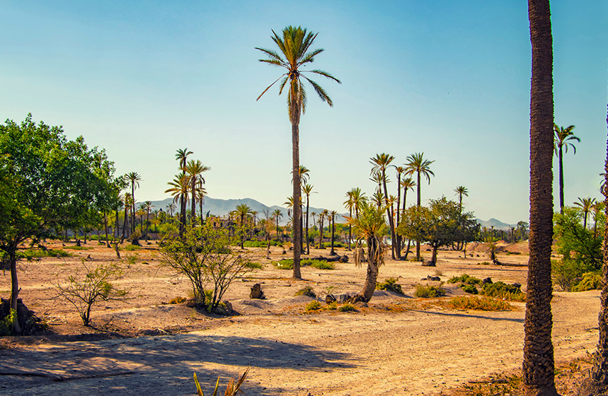 Une oasis magique dans la Ville Rouge : La Palmeraie à Marrakech 