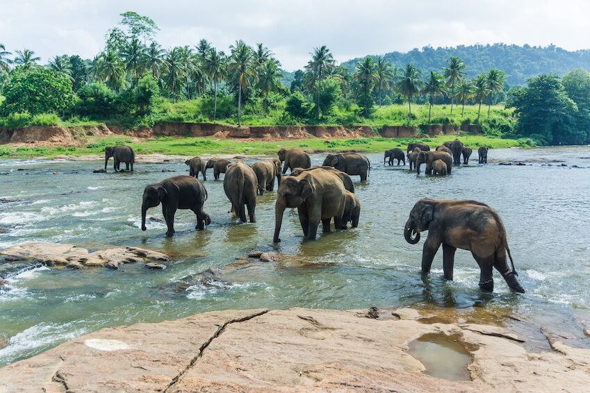 Elephants