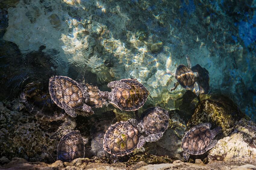 Baie d’Akumal - Mexique