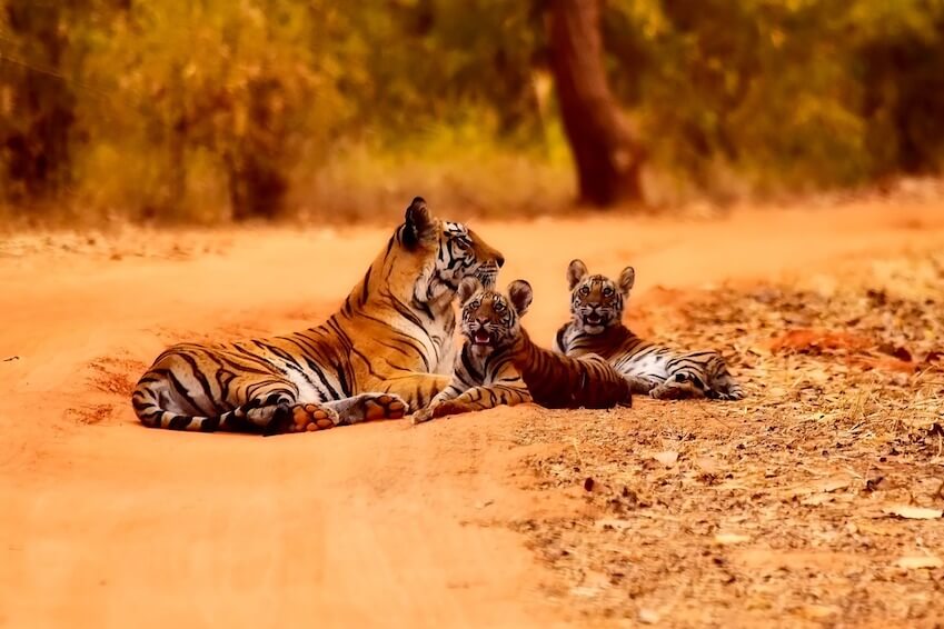 5- Explorer en famille l’un des plus beaux safaris