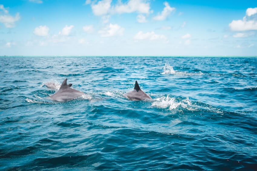 2) Observer les dauphins à Losinj dans le Kvarner