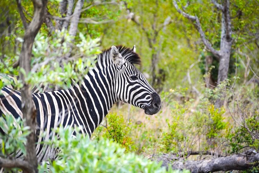 6) Faire un safari au parc national Brijuni