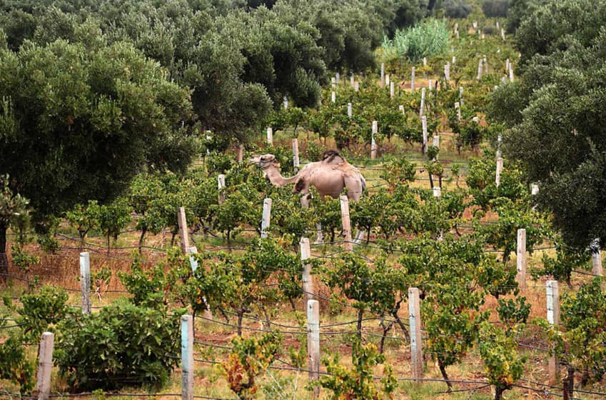 Dégustation de vins locaux et découverte de l’argan